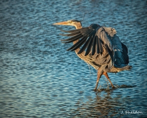 Male Great Blue Heron showing off his breeding plummage
